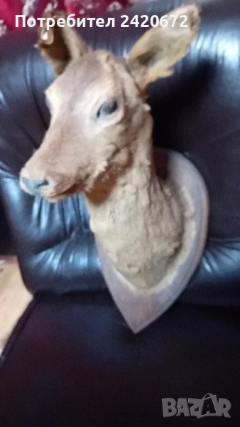 препарирана  глава  на  сърна, снимка 1