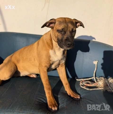 Питбул! , снимка 3 - Питбул - 52188073