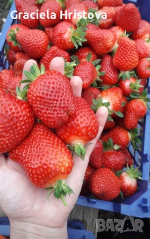 Продавам разсад ягоди , снимка 4 - Разсади - 54103999