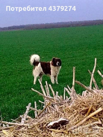 линия Гуджо-върлан и зорка, снимка 2 - Каракачанска овчарка - 54283836