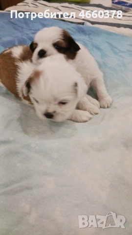 Ши тсу, снимка 5 - Ши Тцу - 52532871