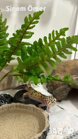 🦎 Леопардов гекон , снимка 2 - Гекон - 56047572