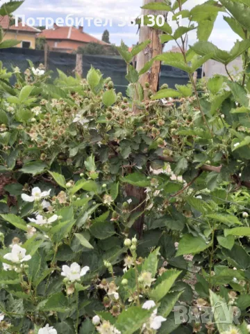 продавам разсад къпини, снимка 3 - Разсади - 48388713