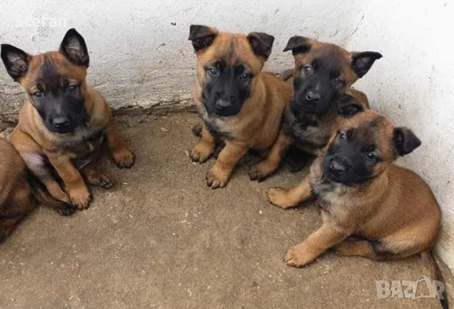 Чистокръвни кученца Белгийска овчарка-Малиноа , снимка 7 - Белгийска овчарка - 53332595