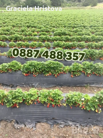 Продавам разсад ягоди , снимка 2 - Сортови семена и луковици - 54365234