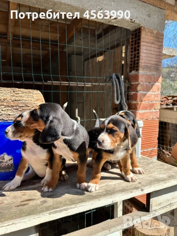 Tricvetni gonceta, снимка 3 - Гонче - 54114272