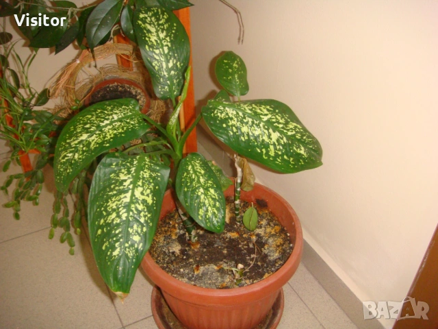 Sony Cyber-shot DSC-T200 , снимка 16 - Фотоапарати - 53957143