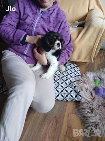 кавалер кинг чарлз шпаньол 