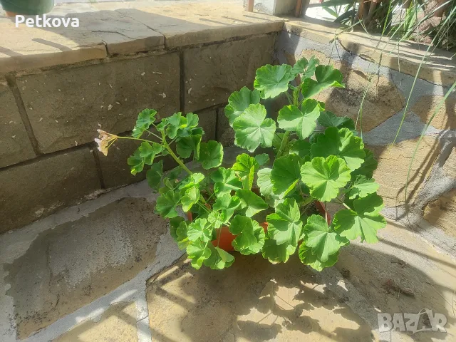 Мушката, сакъзчета и каланхое, снимка 4 - Стайни растения - 56455782