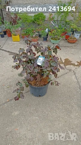 къдрав червен лешник corylus Red Majestic , снимка 5 - Градински цветя и растения - 50167808