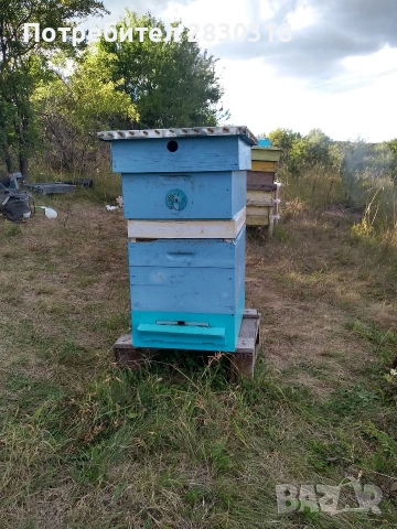 пчелни семейства 