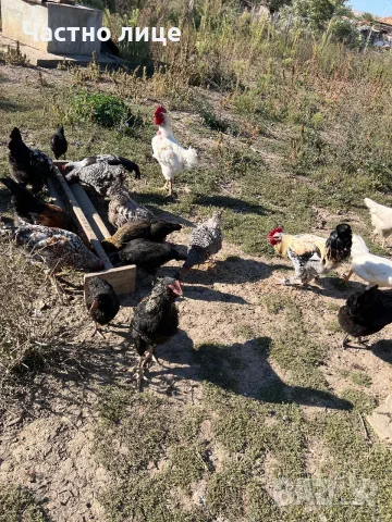 Домашни кокошки