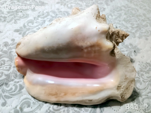 Гигантска Кралска Раковина (Pink Queen Conch) от Куба-25 см – Уникат!, снимка 4 - Други ценни предмети - 53828867