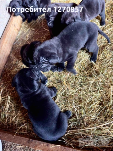 Кане Корсо бебета, снимка 5 - Кане корсо - 52553905