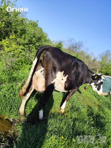 Крава на 2 мес отелена 30 литра мляко, снимка 2 - Крави - 54316315