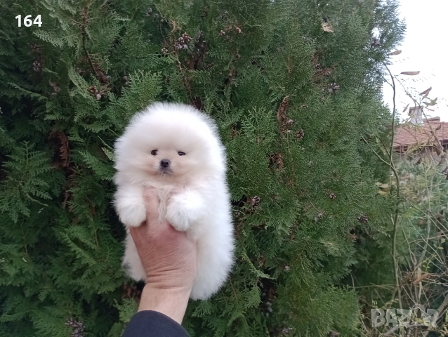 Чисто бял мъжки Померан., снимка 3 - Померан - 52670179
