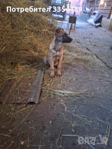 Белгийска овчарка, снимка 6 - Белгийска овчарка - 52791194