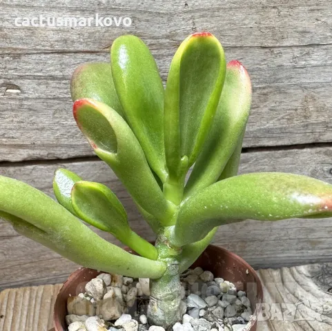 Crassula ovata ‘Hobbit Sunset’, снимка 2 - Стайни растения - 48124858