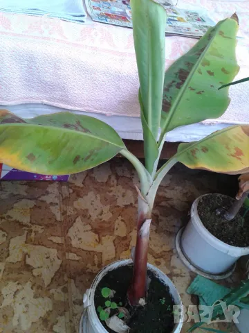 Бананово растение