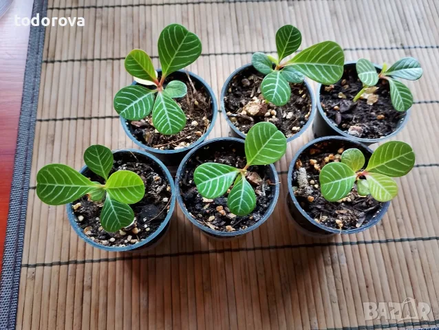 Euphorbia leuconeura 