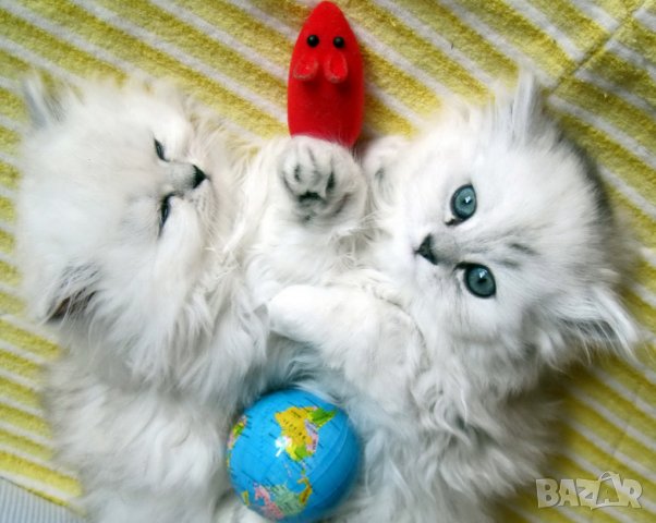 Котки Чинчила * Chinchilla Cats, безплатно посещение!, снимка 4 - Чинчили - 36915177
