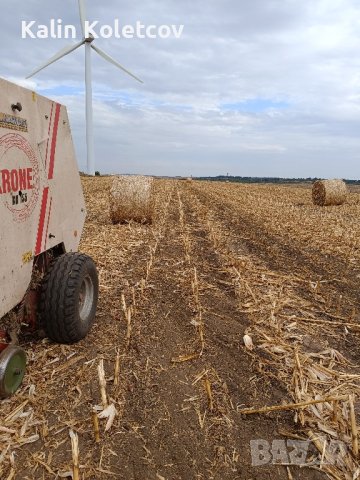продавам Бали царевичак 