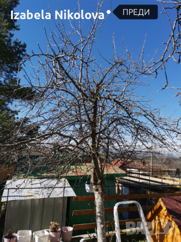 Подрязване на овощни дръвчета , снимка 4 - Градински цветя и растения - 44363459