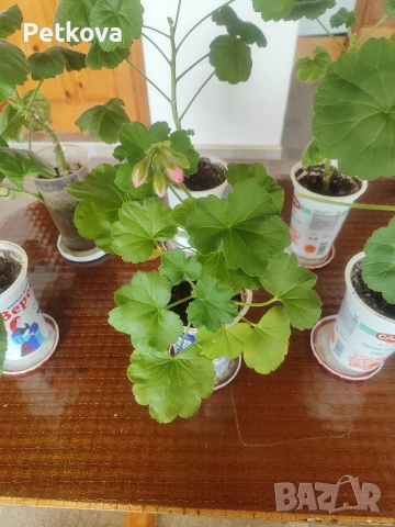 Мушката и каланхое, снимка 4 - Стайни растения - 54211306