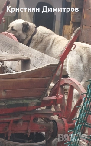 Продавам мъжко кангалче , снимка 6 - Кангал - 52844590