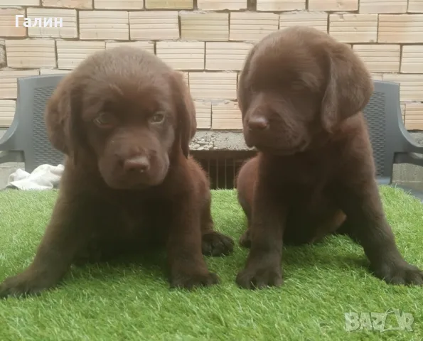 Лабрадор, шоколадови лабрадори