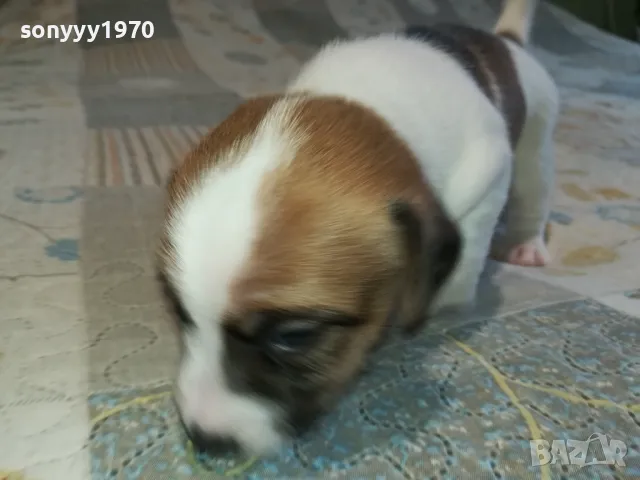 ДЖАК РЪСЕЛ ВИДИН-КУПУВАМЕ КУЧЕ 0104251735, снимка 11 - Джак ръсел териер - 49728785