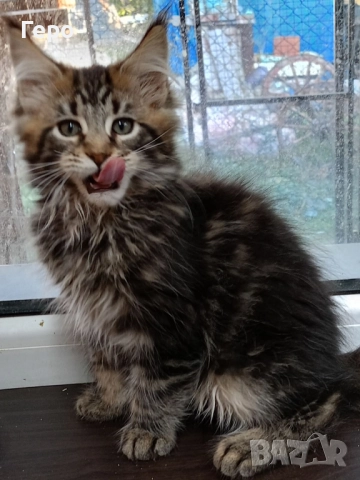 Мейн Кун , снимка 5 - Мейн кун - 52300778