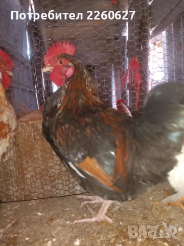 Млади петли , снимка 5 - Кокошки и пуйки - 52944909