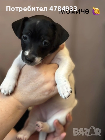Продавам бебета Джак Ръсел, снимка 2 - Джак ръсел териер - 54059248