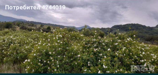 Разсад шипка, снимка 6 - Разсади - 52951225