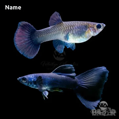 Гупи Синя Московска и Albino Blue Topaz, снимка 3 - Рибки - 55796441