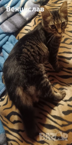 Подарявам малко коте,на 5 месеца. , снимка 2 - Ангорски - 53208172