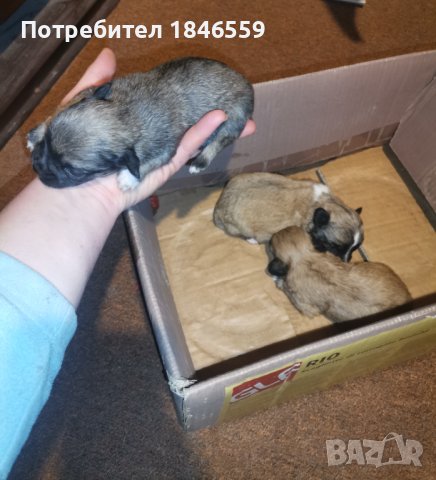 Продавам малки кученца-маймунки, снимка 2 - Пекинез - 44395363