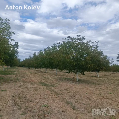 Продавам градински орех , снимка 3 - Други - 56216091