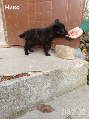 Немски овчарки , снимка 7 - Немска овчарка - 52176583