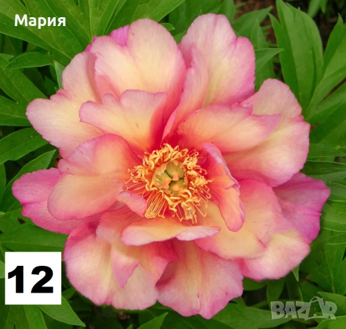 Божури ОГРАНИЧЕНИ БРОЙКИ!, снимка 17 - Сортови семена и луковици - 47242234