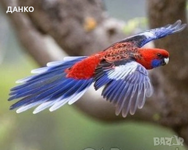 ПОСЛЕДНИ СВОБОДНИ ПЕНАНТОВИ РОЗЕЛИ-МУТАЦИЙ.