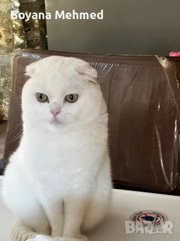 шотлански котарак за разплод, снимка 1