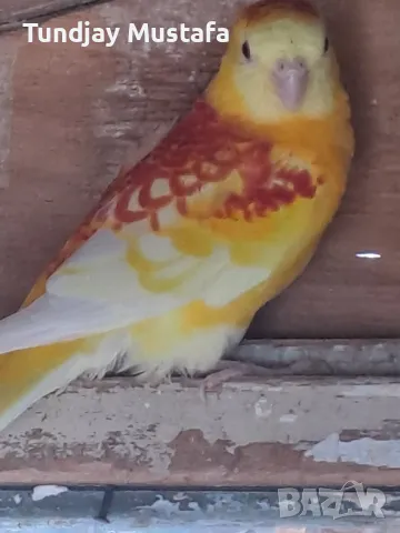 пойни млади пилета, снимка 1