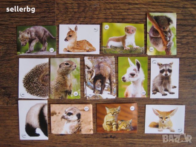 Картинки стикери лепенки Фантастико - Бебета животни, снимка 3 - Колекции - 31985620