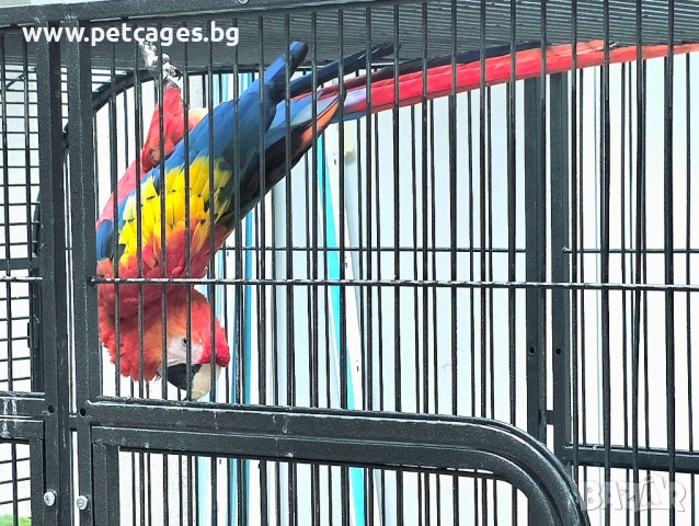 Скарлет Ара - Женска 5 г., снимка 2 - Папагали - 52448443