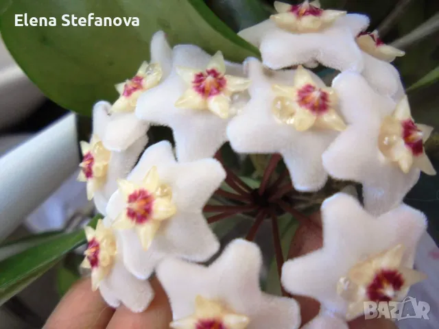 Hoya Carnosa (хоя, восъчно цвете)