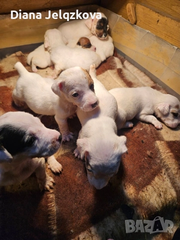 Джак Ръсел бебета