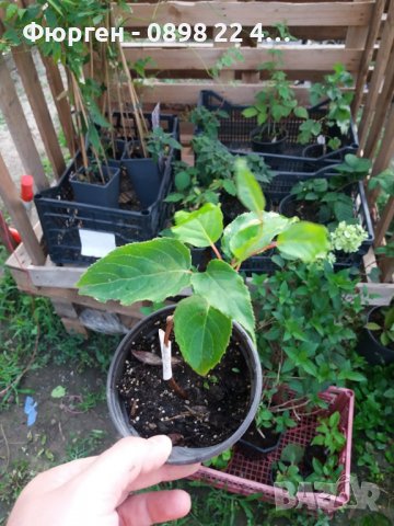 Киви Actinidia arguta Issai - МИНИ КИВИ – малко познато и много вкусно!, снимка 14 - Разсади - 38164416