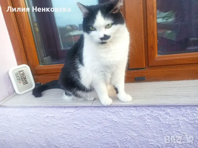 Подарават се две котенца Джиджи и Джули, снимка 5 - Други - 49935123